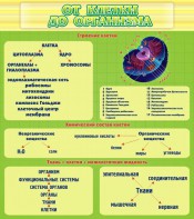 Стенд "От клетки до организма" - fgospostavki.ru - Мегион