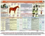 Комплект плакатов "Служебное коневодство" - fgospostavki.ru - Мегион