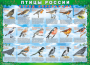 Комплект таблиц "Птицы России (4 листа)" (100х140 сантиметров, винил) - fgospostavki.ru - Мегион