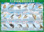 Комплект таблиц "Птицы России (4 листа)" (100х140 сантиметров, винил) - fgospostavki.ru - Мегион