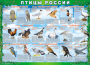 Комплект таблиц "Птицы России (4 листа)" (100х140 сантиметров, винил) - fgospostavki.ru - Мегион