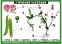 Комплект таблиц "Ознакомление с окружающим миром 1-4 класс" - fgospostavki.ru - Мегион